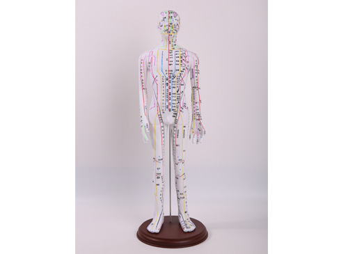 人体针灸穴位模型60CM
